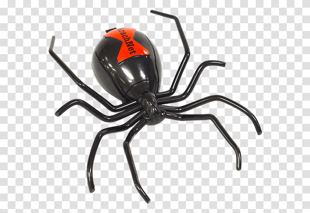 Black Widow, Animal, Insect, Spider, Invertebrate Transparent Png