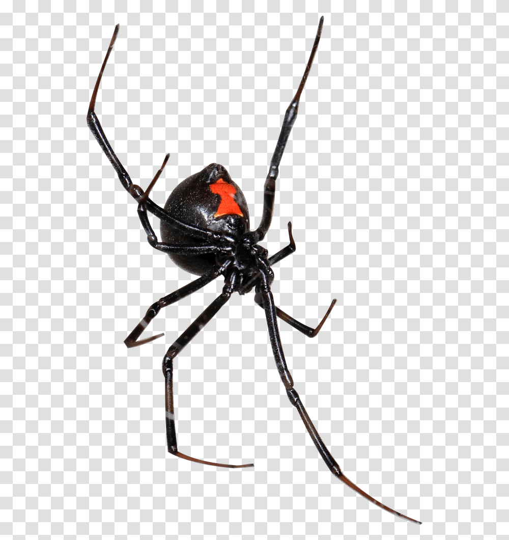 Black Widow, Bow, Insect, Spider, Invertebrate Transparent Png