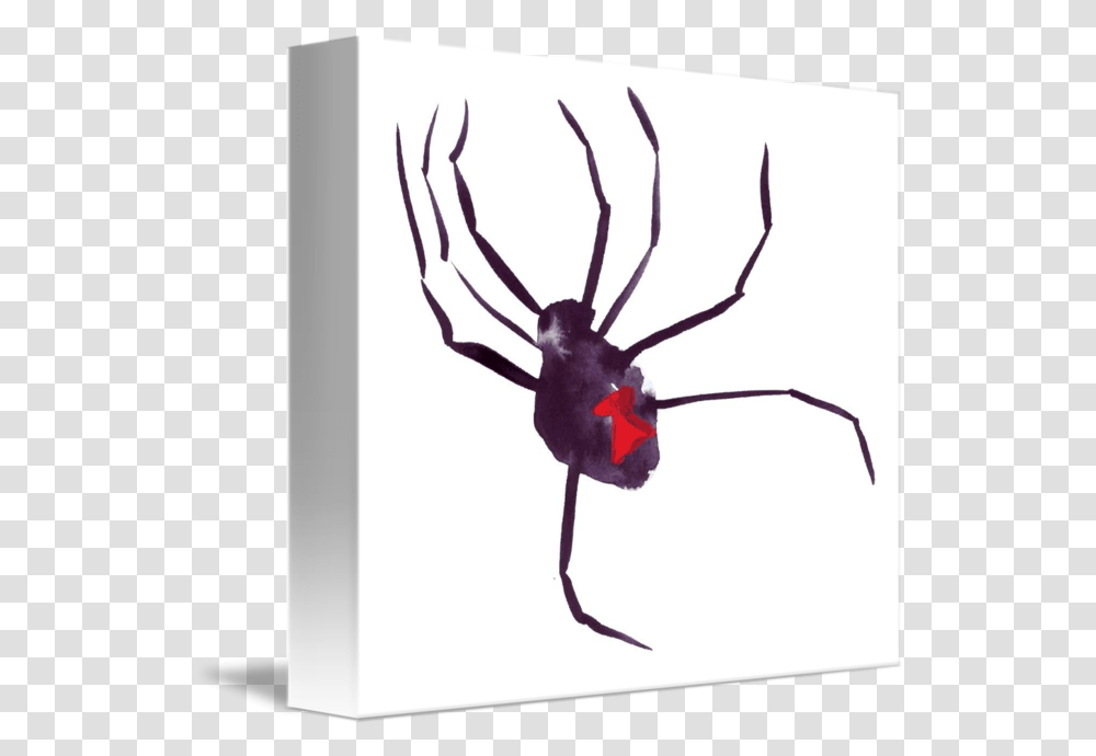 Black Widow By Allyson Kitts Black Widow, Insect, Spider, Invertebrate, Animal Transparent Png