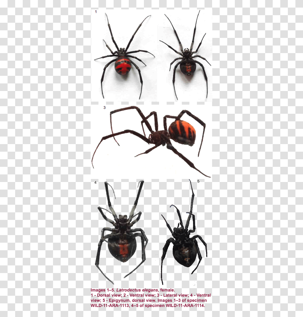 Black Widow, Insect, Invertebrate, Animal, Spider Transparent Png