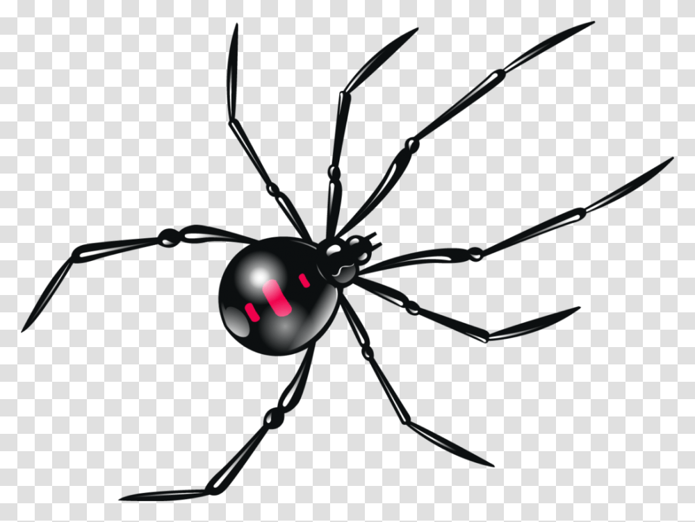 Black Widow, Insect, Spider, Invertebrate, Animal Transparent Png