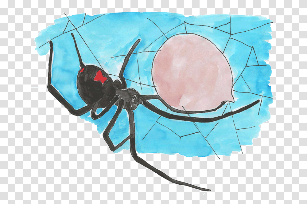 Black Widow, Invertebrate, Animal, Insect, Painting Transparent Png