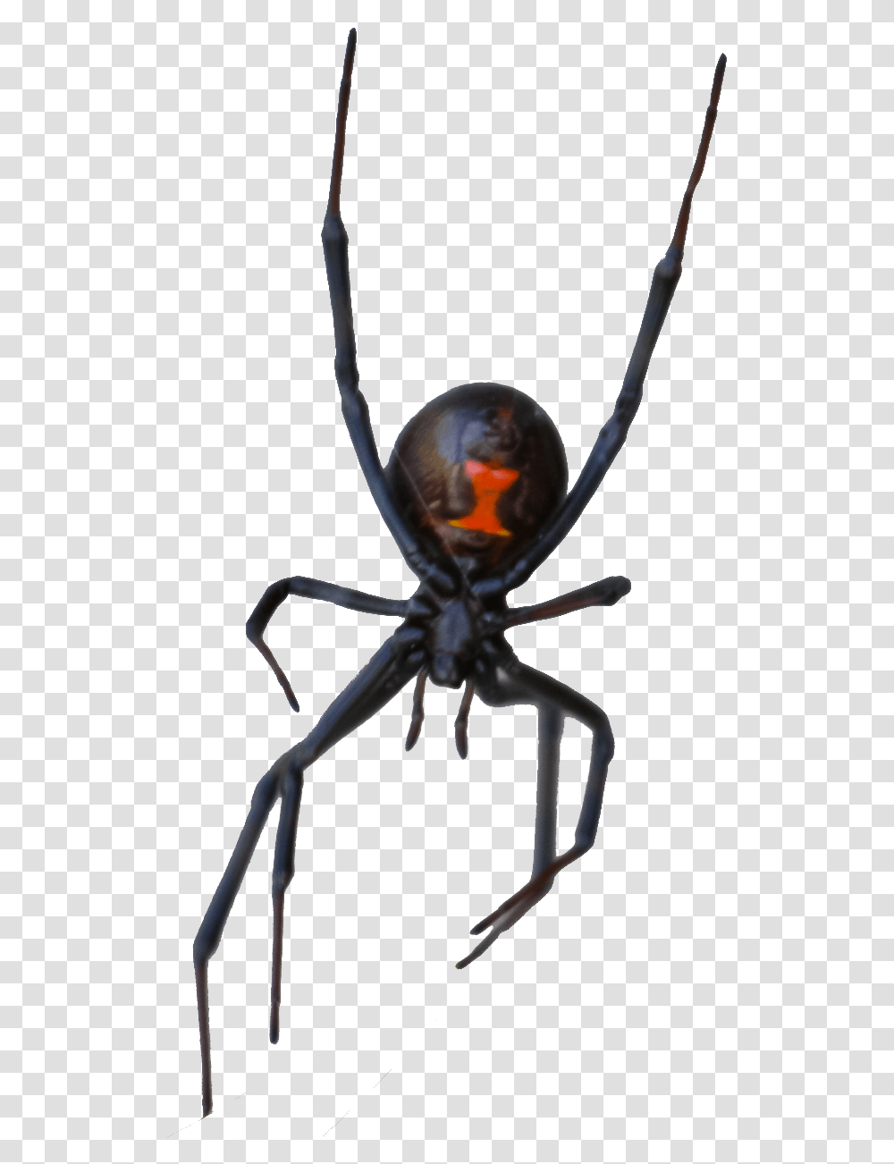 Black Widow, Invertebrate, Animal, Insect, Spider Transparent Png