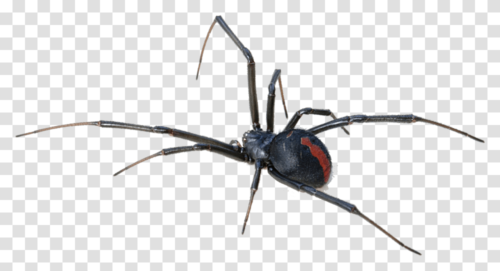 Black Widow Spider Background Redback Spider, Insect, Invertebrate, Animal, Arachnid Transparent Png