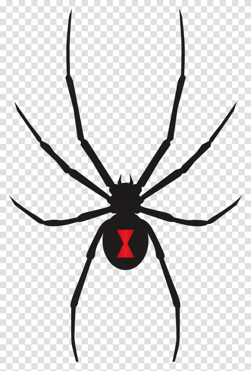 Black Widow Spider Clip Art, Invertebrate, Animal, Insect, Arachnid Transparent Png