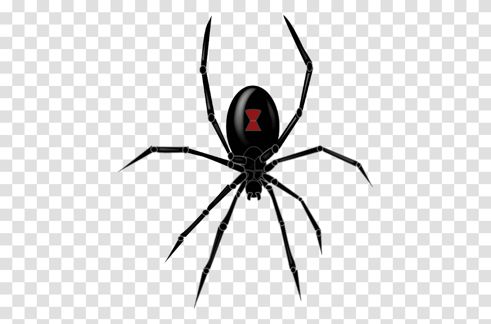 Black Widow Spider Clipart, Bow, Insect, Invertebrate, Animal Transparent Png
