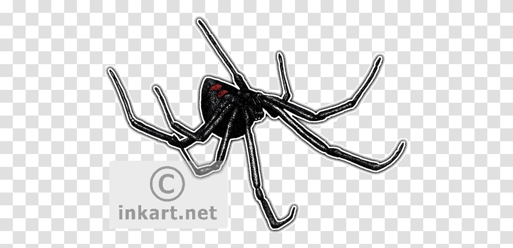 Black Widow Spider Decal Drawing, Invertebrate, Animal, Insect, Arachnid Transparent Png