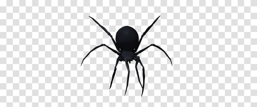 Black Widow Spider Image, Invertebrate, Animal, Arachnid, Insect Transparent Png