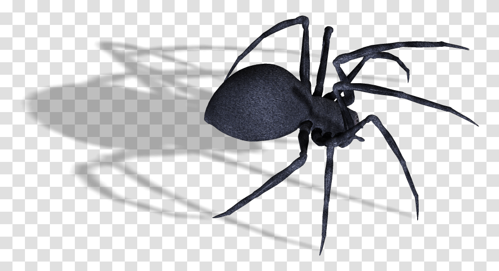 Black Widow Spider Image Spider, Invertebrate, Animal, Arachnid, Insect Transparent Png
