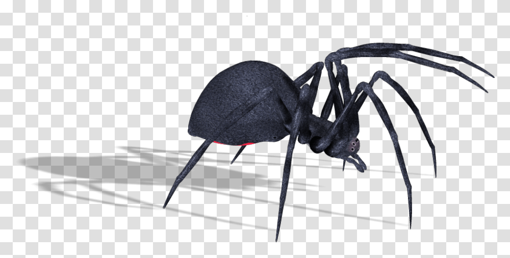 Black Widow Spider, Insect, Invertebrate, Animal, Ant Transparent Png