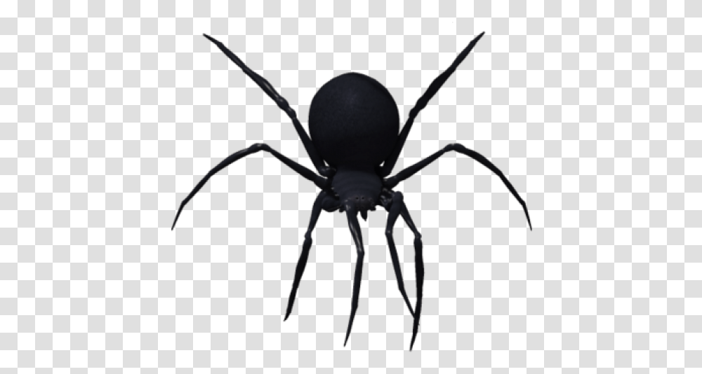 Black Widow Spider, Invertebrate, Animal, Arachnid, Insect Transparent Png