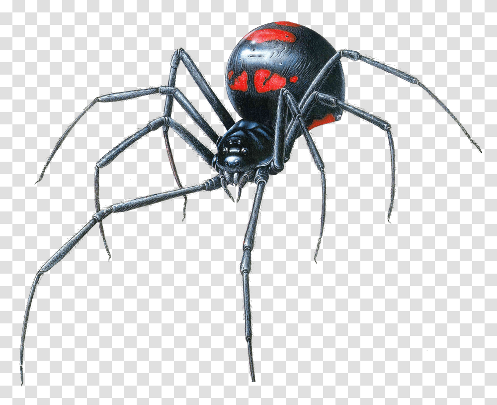 Black Widow Spider, Invertebrate, Animal, Insect, Arachnid Transparent Png