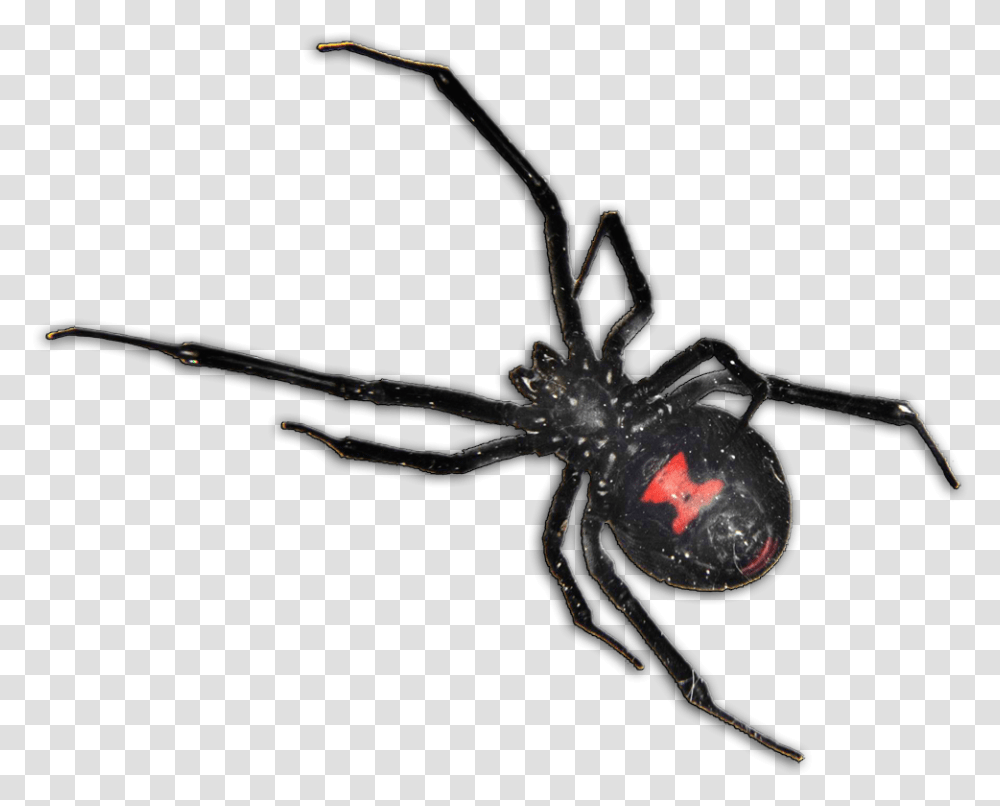 Black Widow Spider South Africa, Invertebrate, Animal, Arachnid, Insect Transparent Png