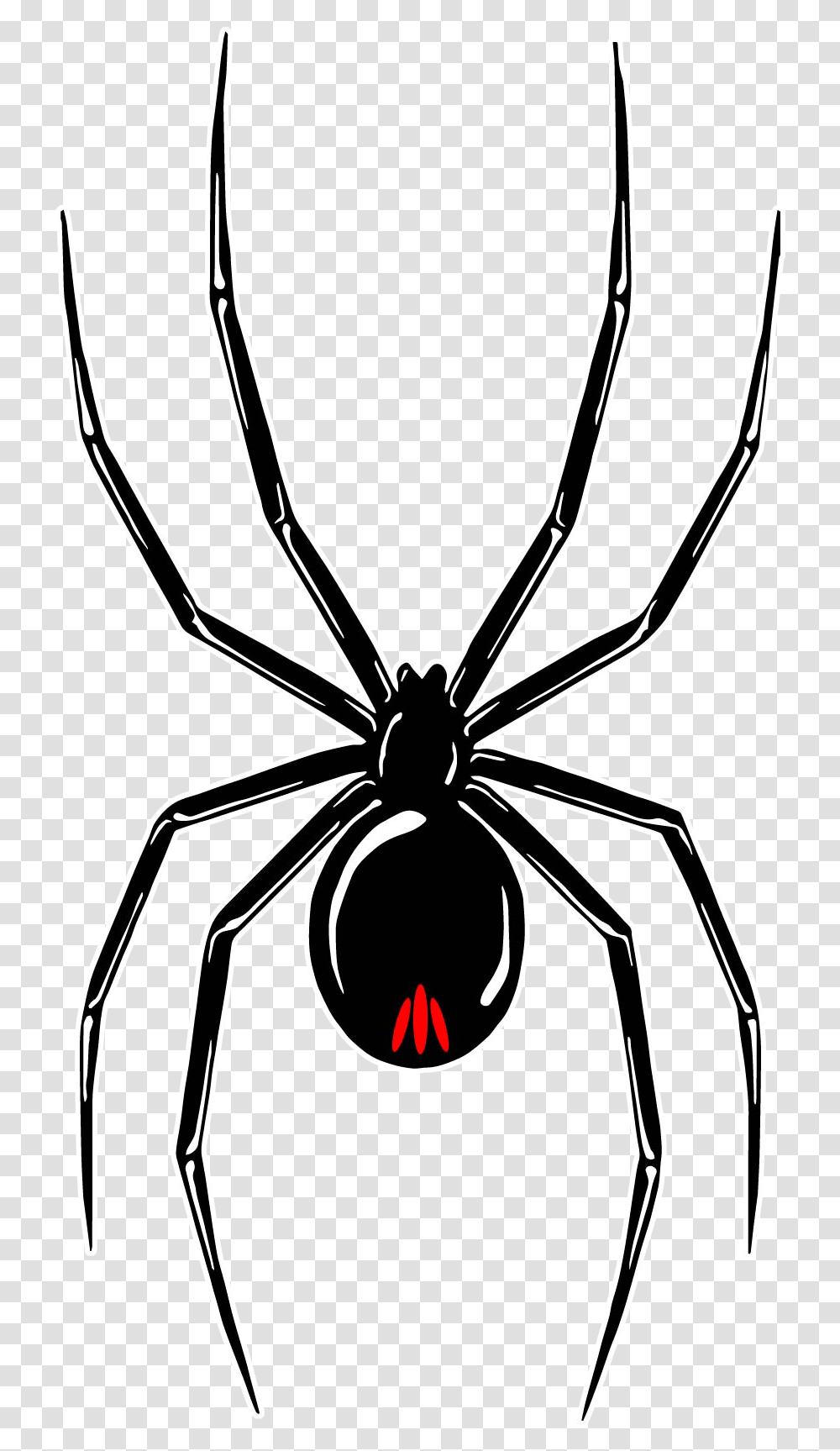 Black Widow Tour, Invertebrate, Animal, Insect, Spider Transparent Png
