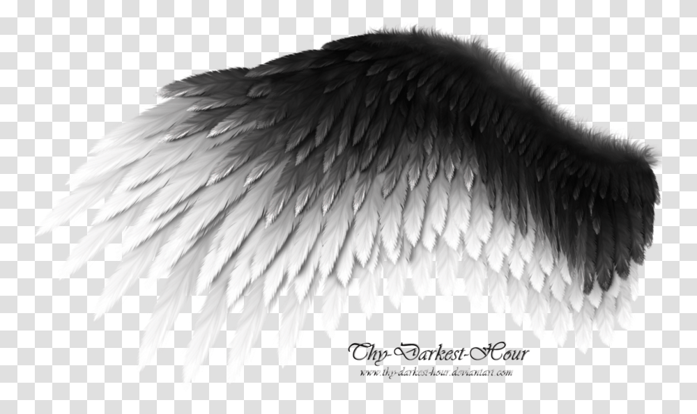 Black Wing 4 Image Black And White Angel Wings, Bird, Animal, Art Transparent Png