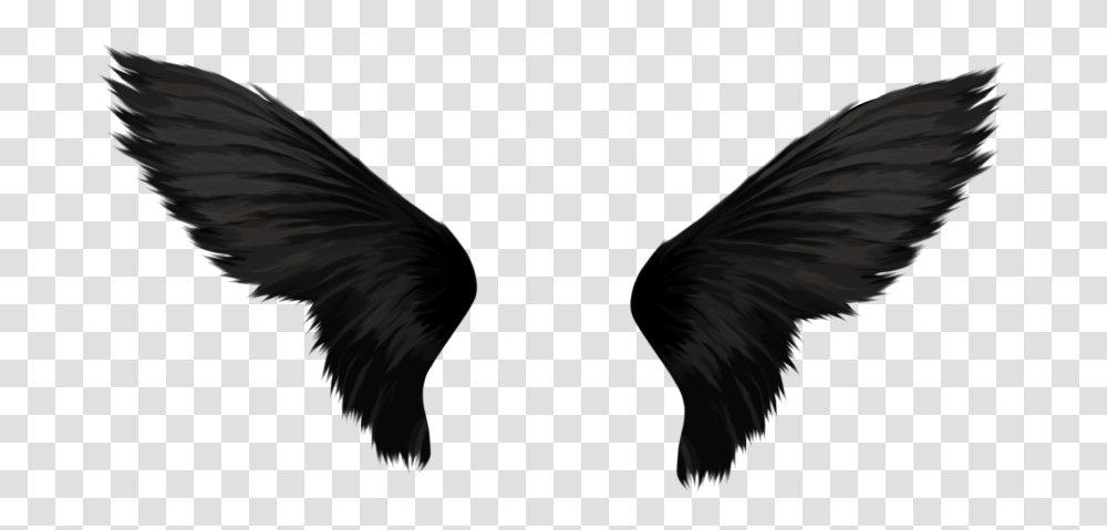 Black Wings, Bird, Animal, Angora, Cat Transparent Png