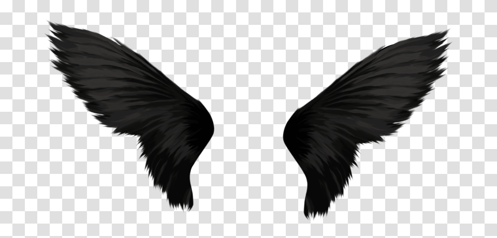 Black Wings, Bird, Animal Transparent Png