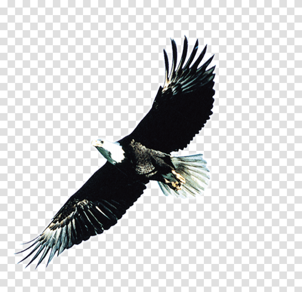 Black Wings, Bird, Animal, Eagle, Flying Transparent Png