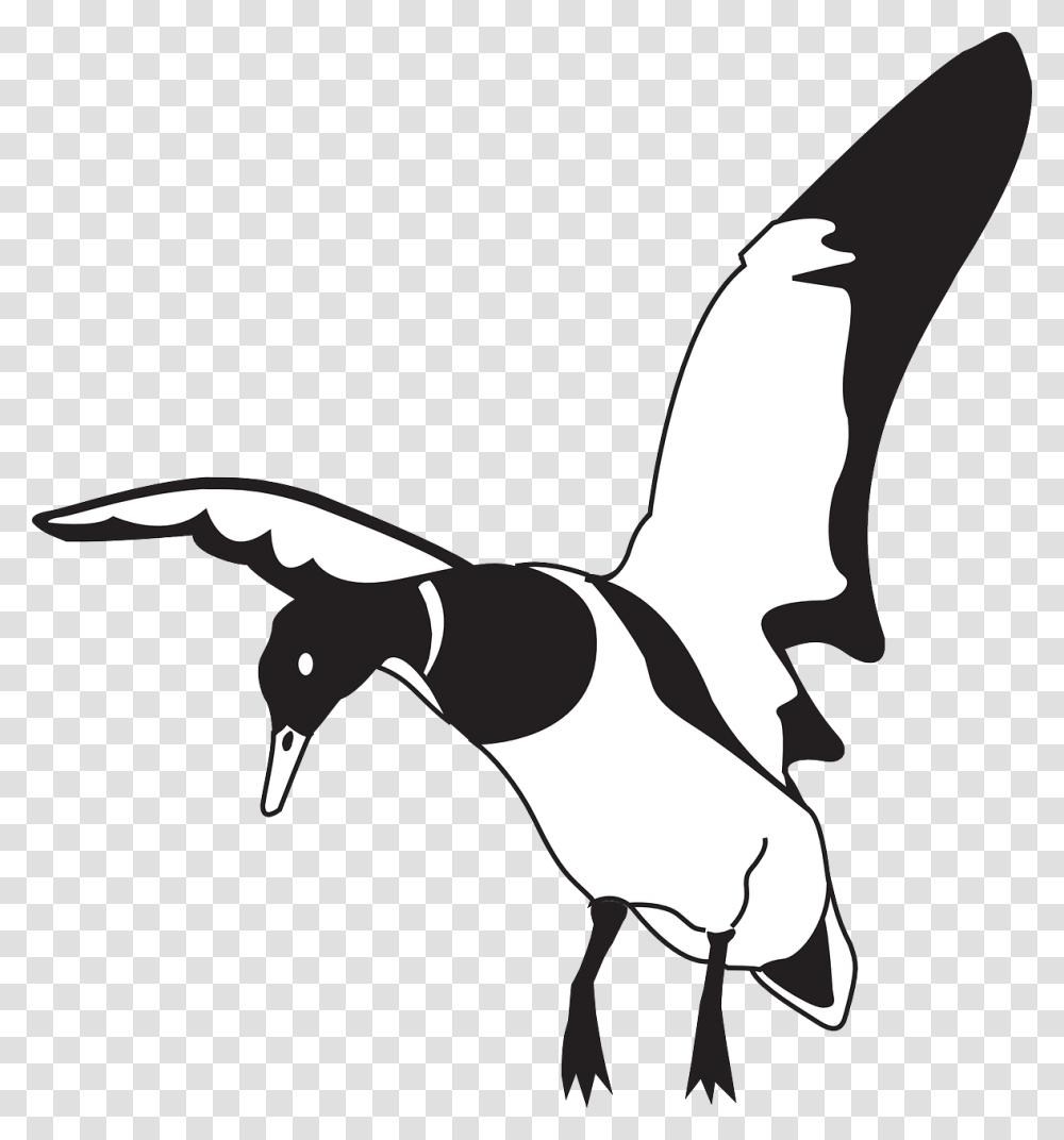 Black Wings, Flying, Bird, Animal, Duck Transparent Png