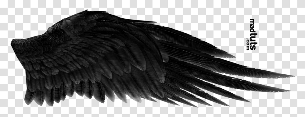 Black Wings Free Download Black Angel Wings, Bird, Animal, Rug, Alien Transparent Png