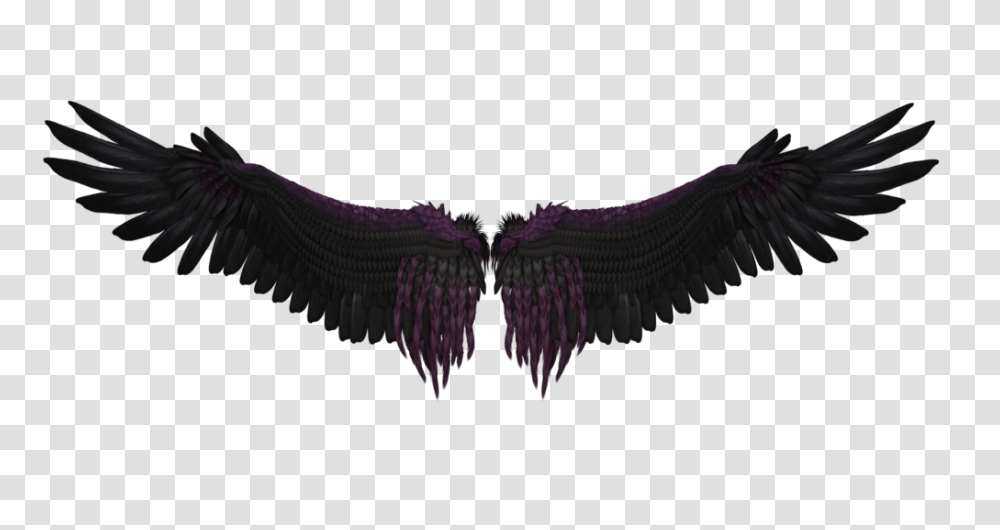 Black Wings Image, Vulture, Bird, Animal, Condor Transparent Png