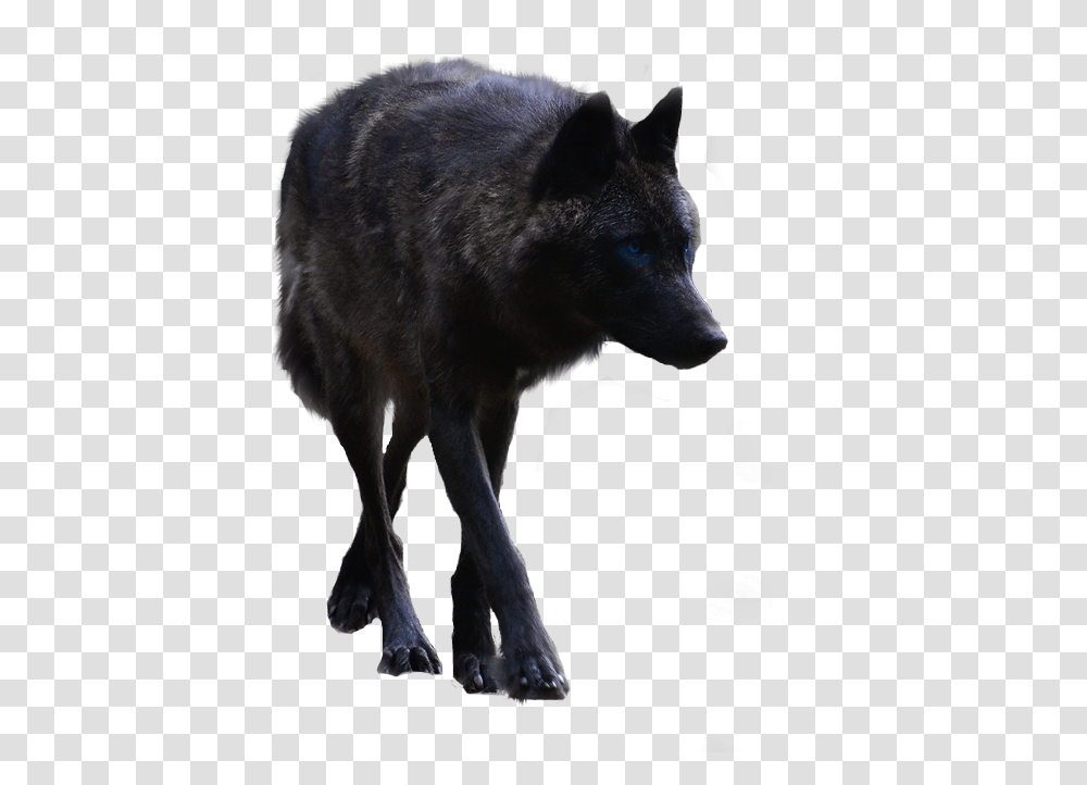 Black Wolf Black Wolf Background, Mammal, Animal, Dog, Pet Transparent Png