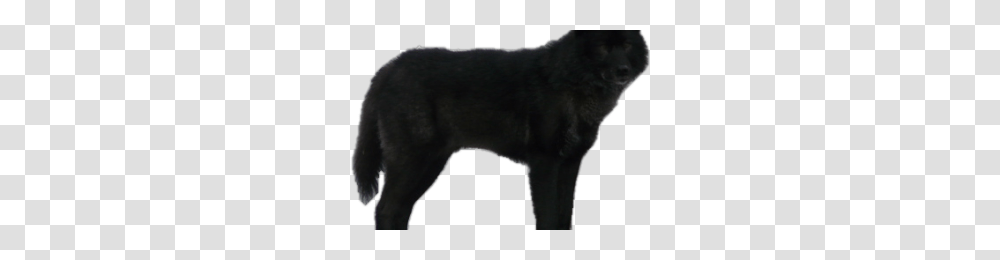 Black Wolf Image, Mammal, Animal, Coyote, Dog Transparent Png