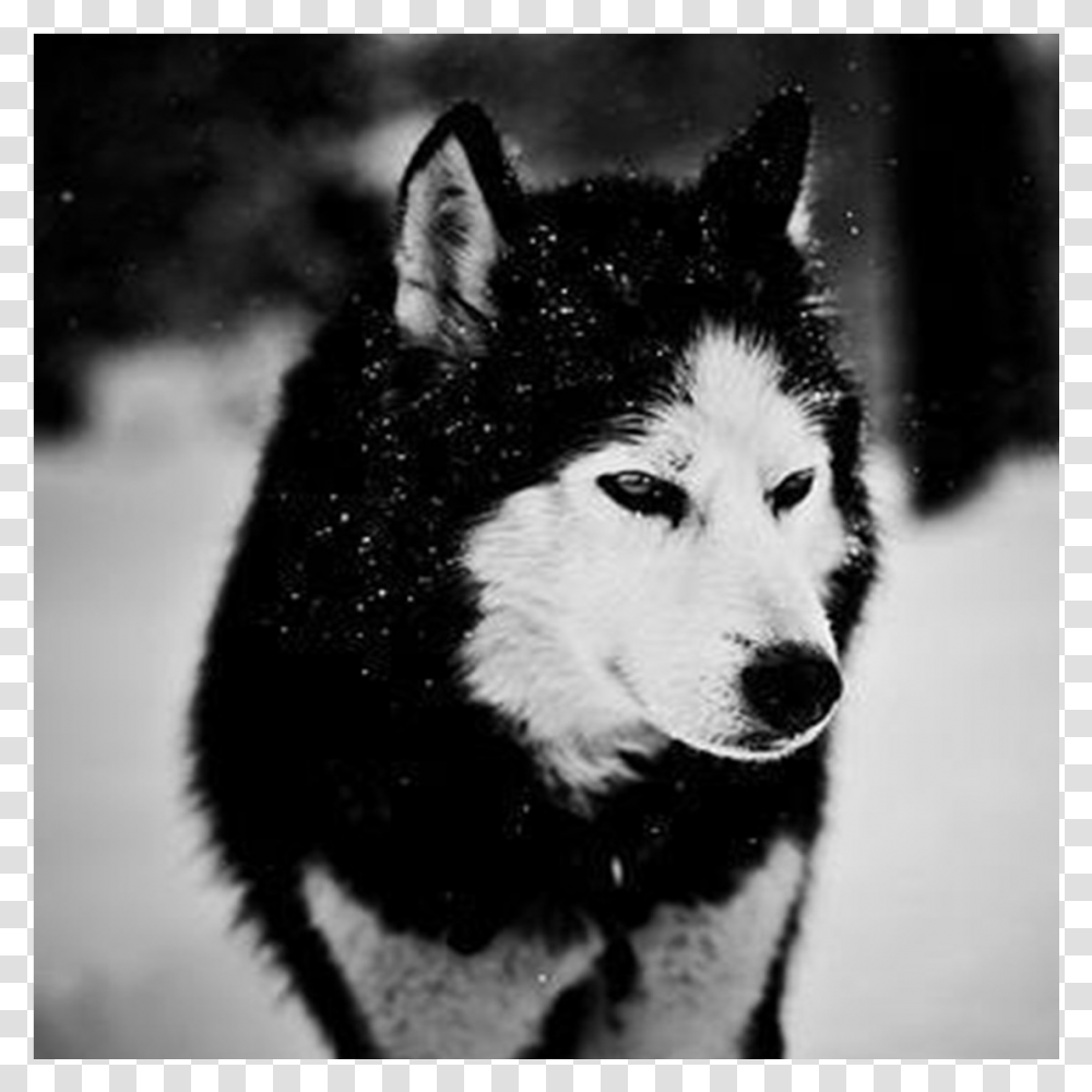Black Wolf In Snow Wallpapers Siberian Husky Wallpaper Android, Mammal, Animal, Dog, Pet Transparent Png