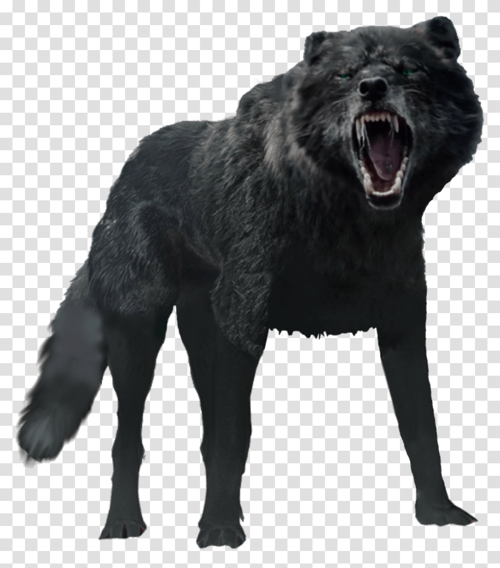 Black Wolf, Mammal, Animal, Wildlife, Dog Transparent Png
