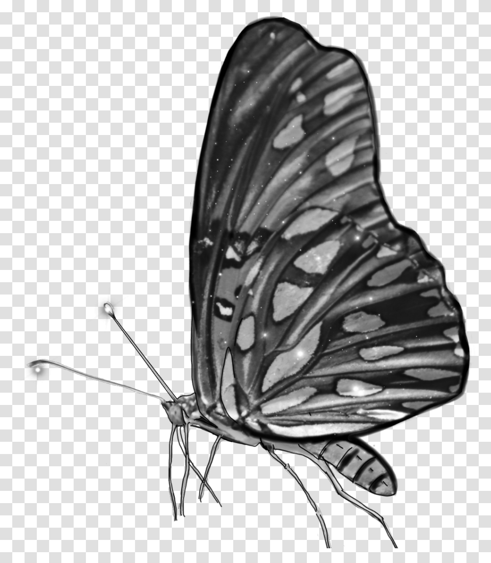 Blackandwhite Butterfly Grey Monochrome Wings Brush Footed Butterfly, Animal, Insect Transparent Png