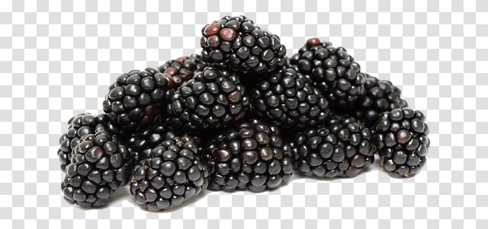 Blackberries Clipart Blackberries Fruit, Plant, Snake, Reptile, Animal Transparent Png