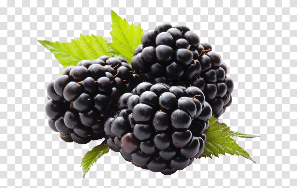 Blackberries Clipart Blackberry Fruit, Plant, Grapes, Food, Leaf Transparent Png