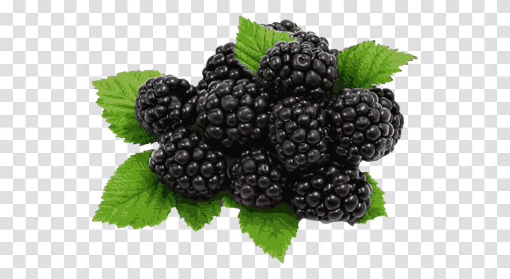 Blackberries Files Blackberry, Raspberry, Fruit, Plant, Food Transparent Png