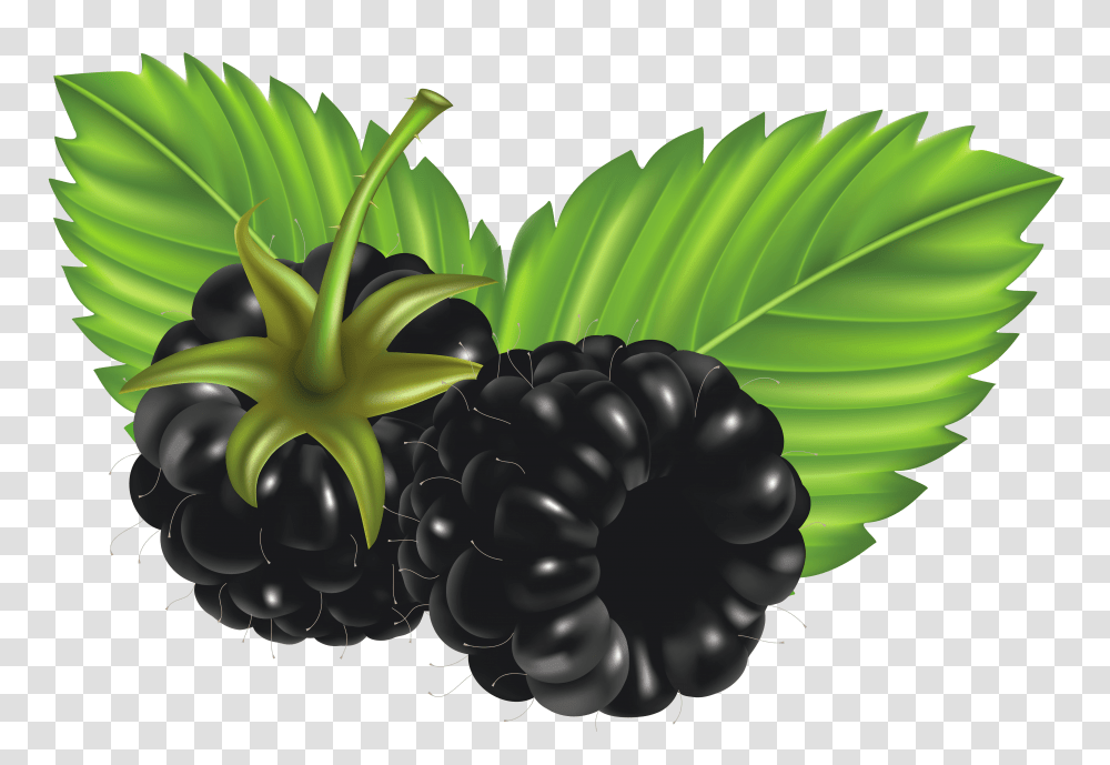Blackberries Vector Clipart Transparent Png