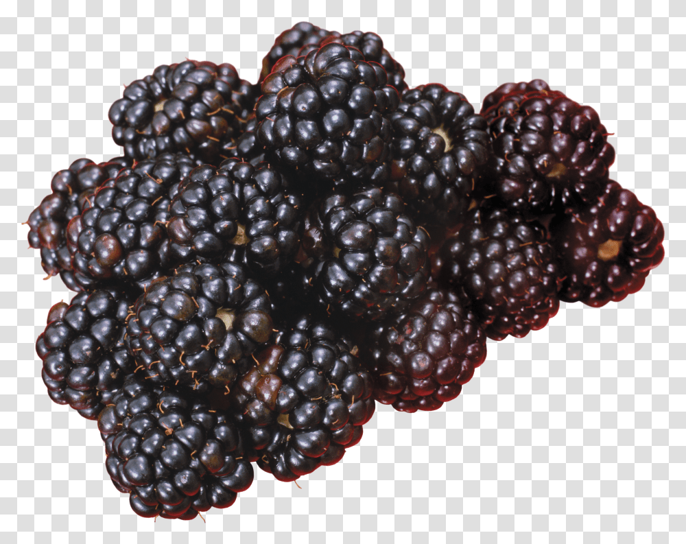 Blackberry Blackberries Transparent Png