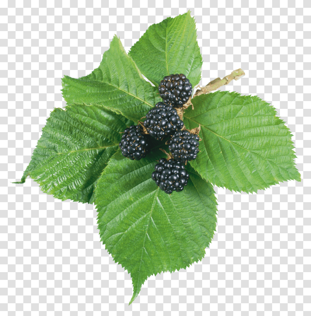 Blackberry Blackberry Leaf Transparent Png