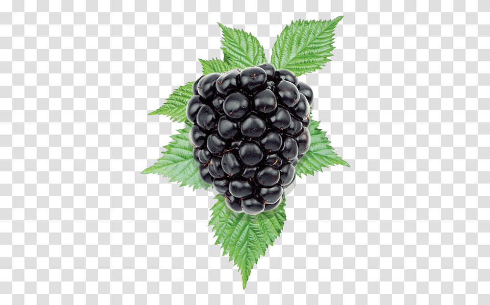 Blackberry Blackberry, Plant, Fruit, Food, Grapes Transparent Png