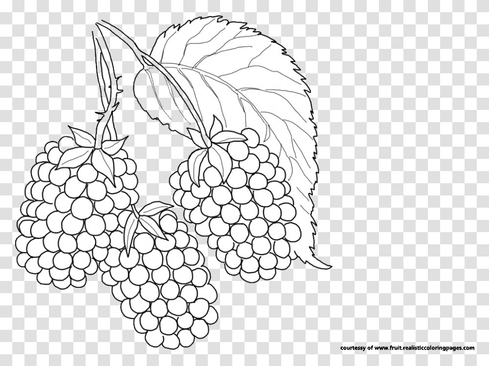 Blackberry Clipart Illustration, Plant, Fruit, Food, Strawberry Transparent Png