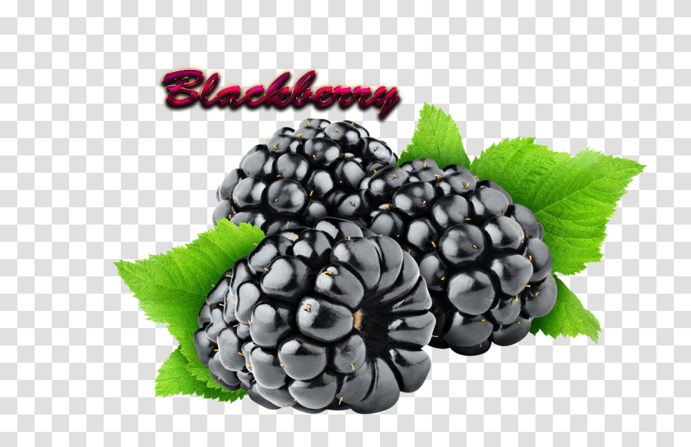 Blackberry Download, Plant, Fruit, Food, Blueberry Transparent Png