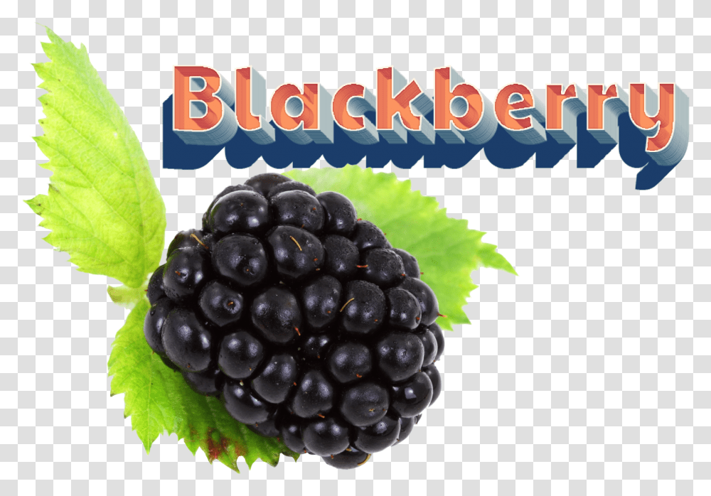 Blackberry Download, Plant, Grapes, Fruit, Food Transparent Png