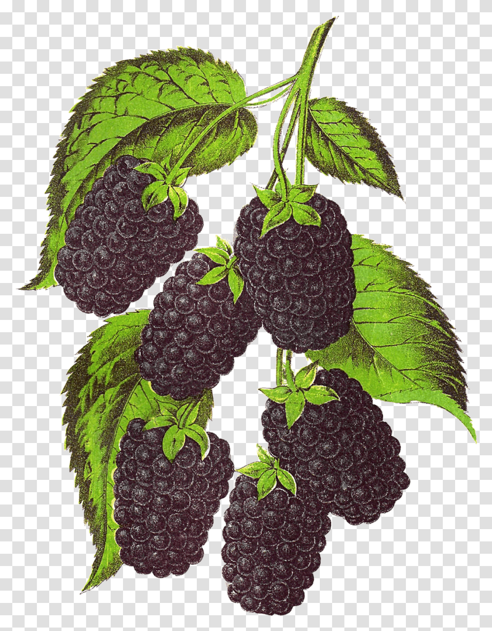 Blackberry Fruit Background Blackberry Illustration, Plant, Food, Leaf, Grapes Transparent Png
