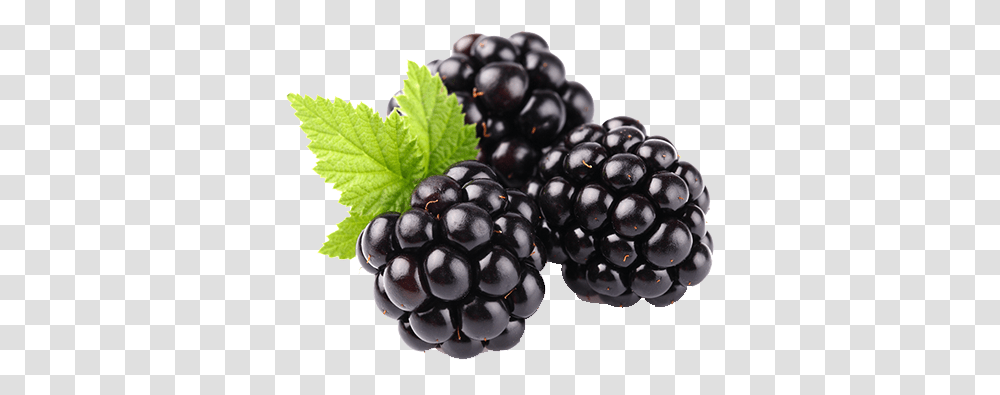 Blackberry Fruit Clipart Blackberry Fruit, Plant, Food, Blueberry, Grapes Transparent Png