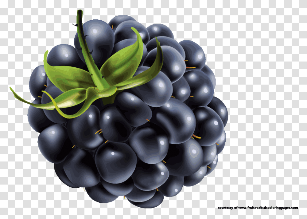 Blackberry Fruit Clipart Blueberry Vector, Plant, Grapes, Food Transparent Png