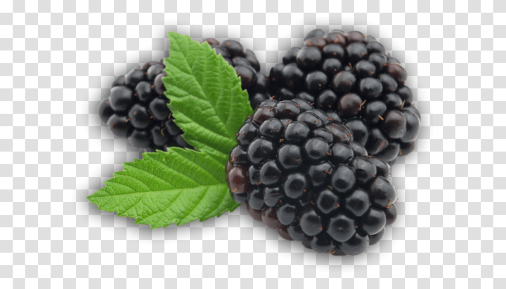 Blackberry Fruit Picture Blackberry Fruit, Plant, Food, Grapes, Blueberry Transparent Png