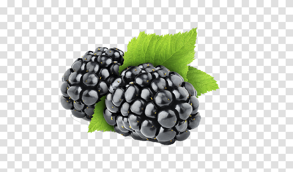 Blackberry, Fruit, Plant, Blueberry, Food Transparent Png