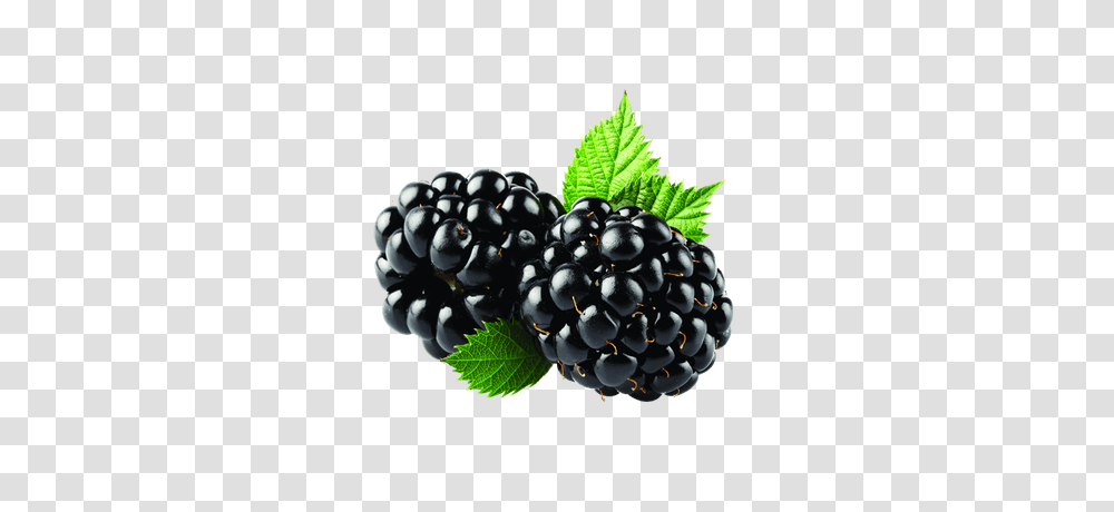 Blackberry, Fruit, Plant, Food, Blueberry Transparent Png