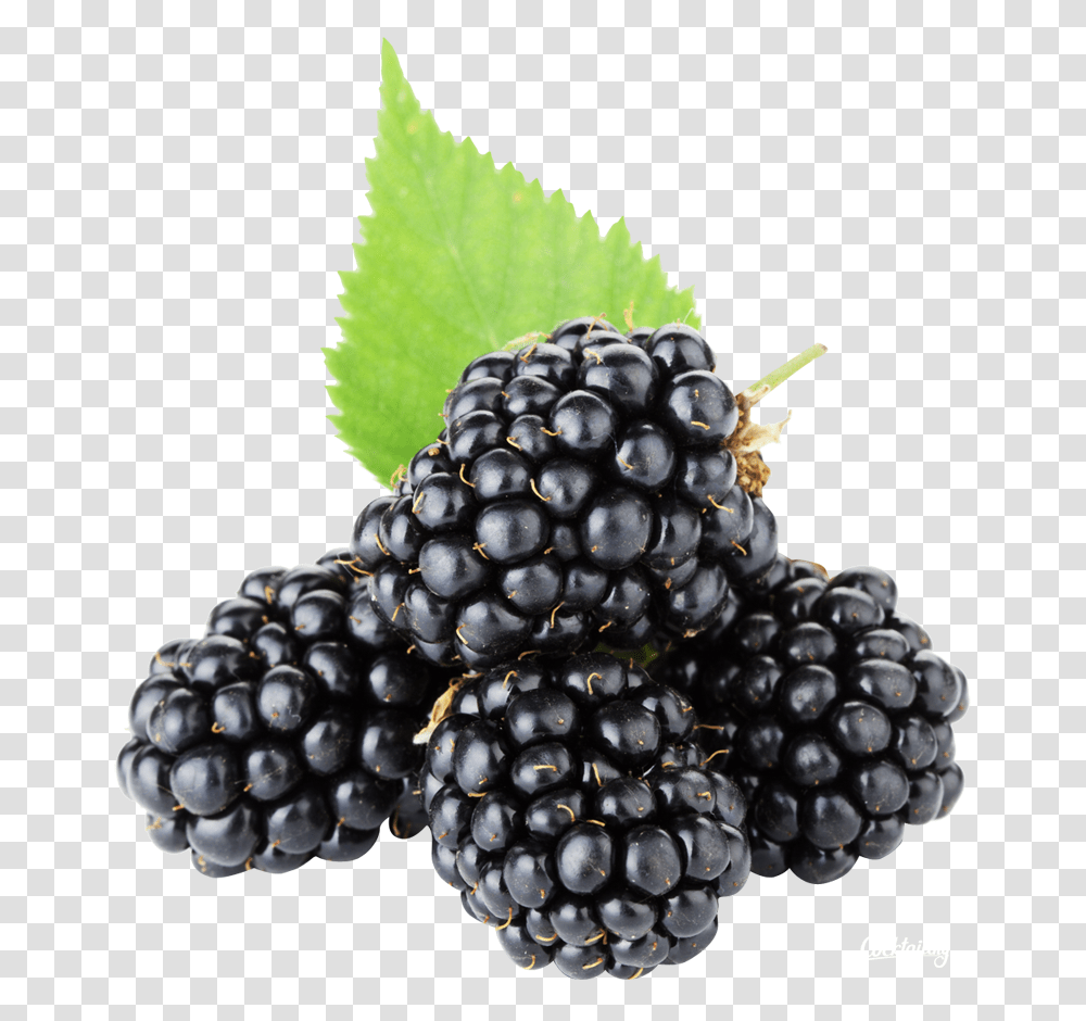 Blackberry, Fruit, Plant, Food, Blueberry Transparent Png