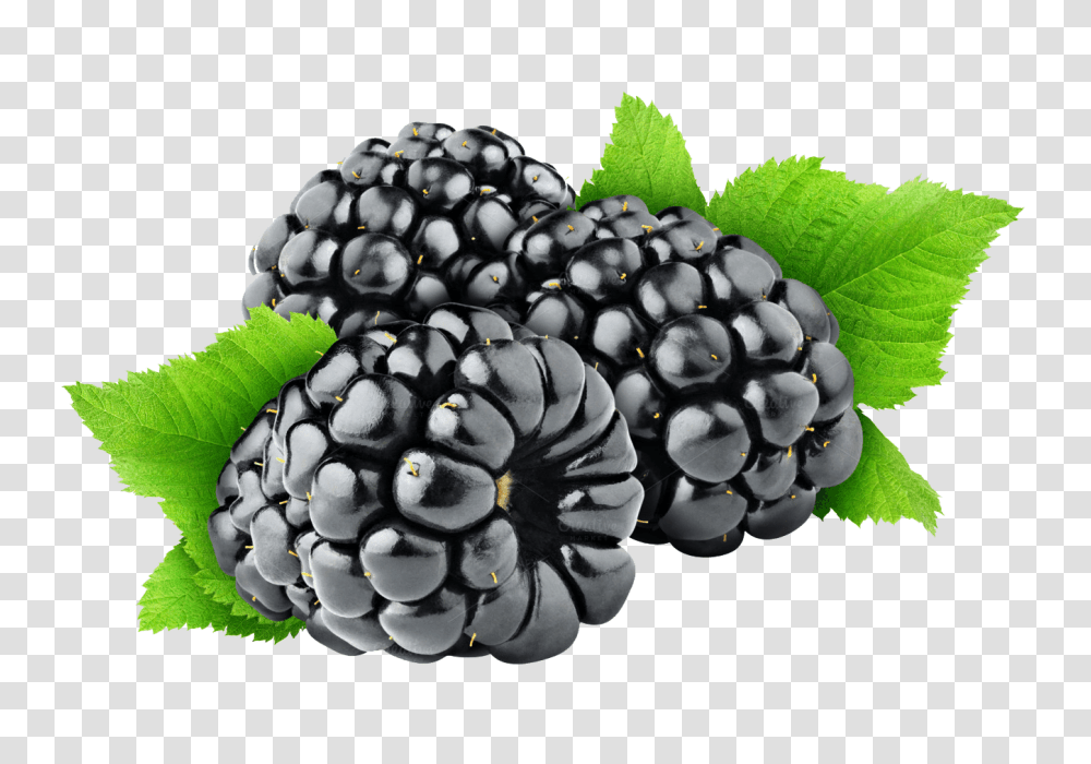 Blackberry, Fruit, Plant, Food, Fungus Transparent Png