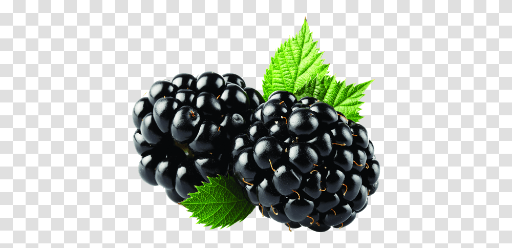 Blackberry Fruit, Plant, Food, Grapes, Blueberry Transparent Png