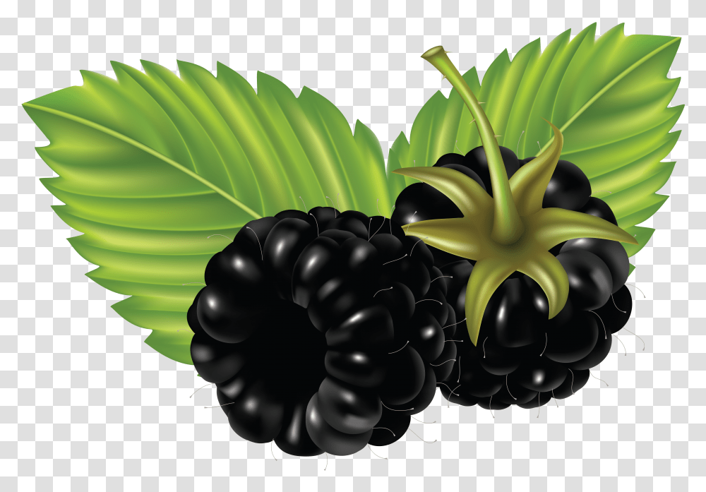 Blackberry, Fruit, Plant, Food, Green Transparent Png